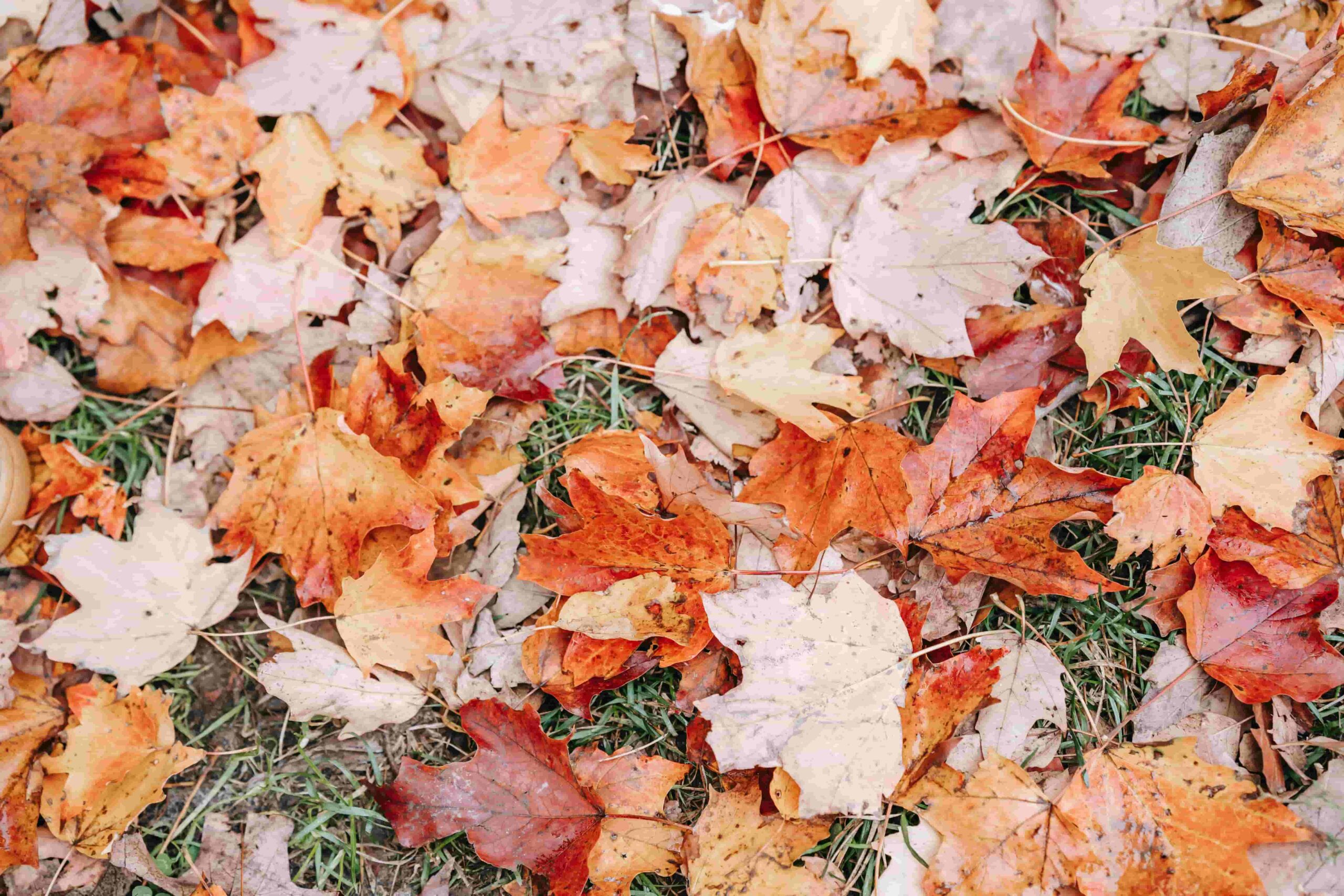 Rasenpflege im November