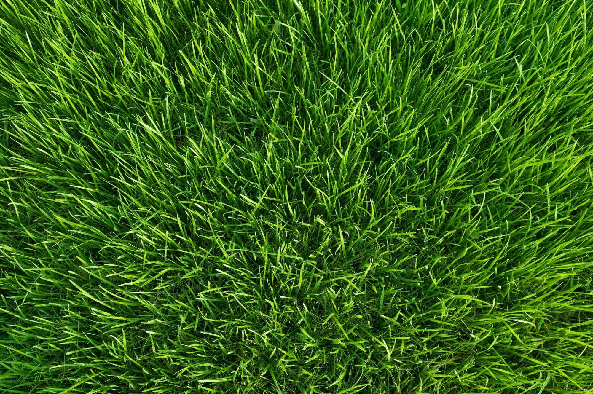 Rasen Säen: Anleitung für ein starkes Grün