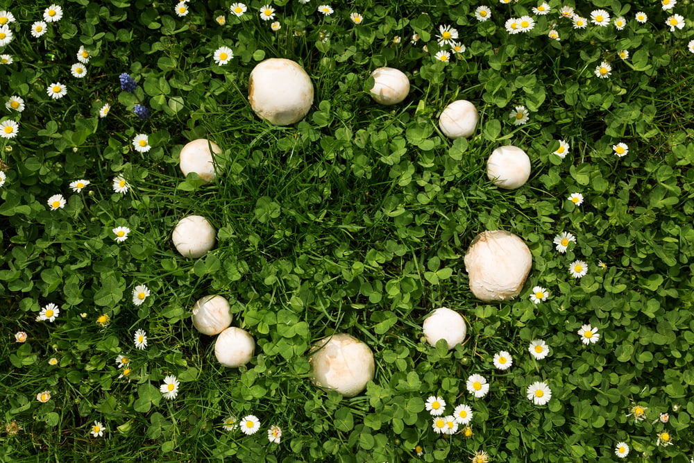 Pilze im Rasen – Das solltest du wissen