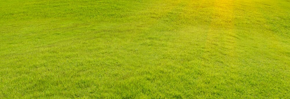 Endlich grüner Rasen – Die 11 besten Tipps!