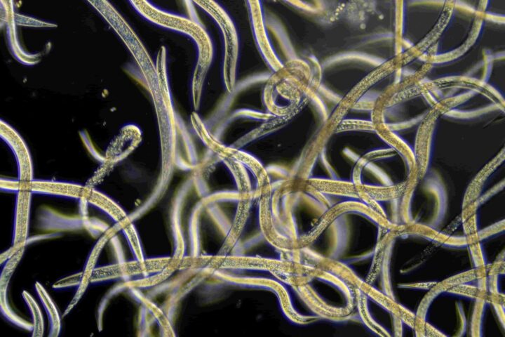 Nematoden freundliche Fadenwürmer für deinen Garten MOOWY