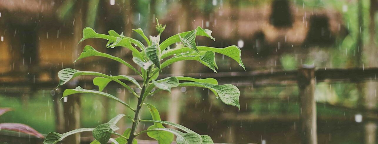 regenwasser sammeln