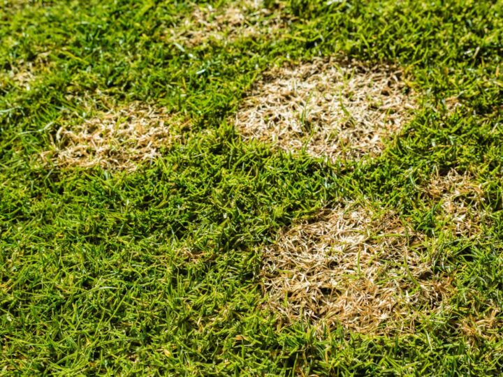 Braune Flecken Im Rasen