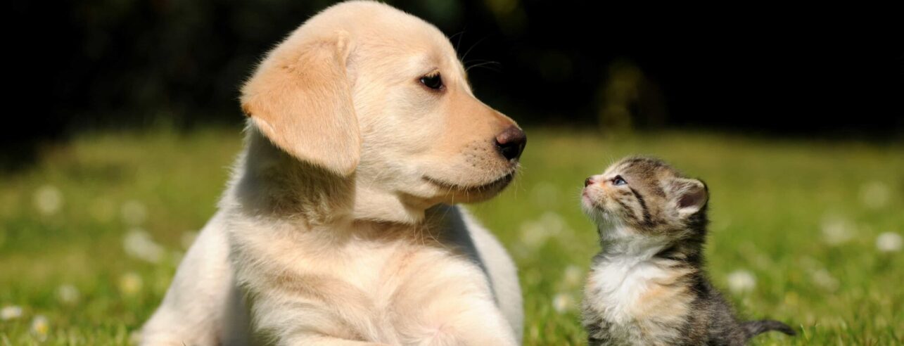 Hund und Katze auf grünem Rasen