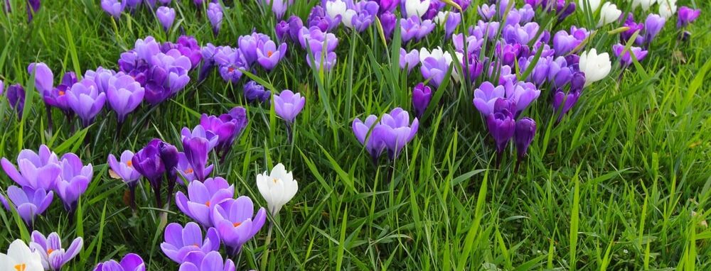 Violette und weiße Krokusse blühen