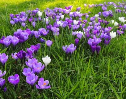 Violette und weiße Krokusse blühen