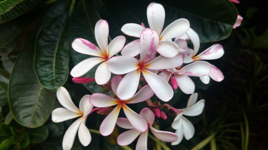 Duftende Frangipani mit weißen und rosanen Blüten