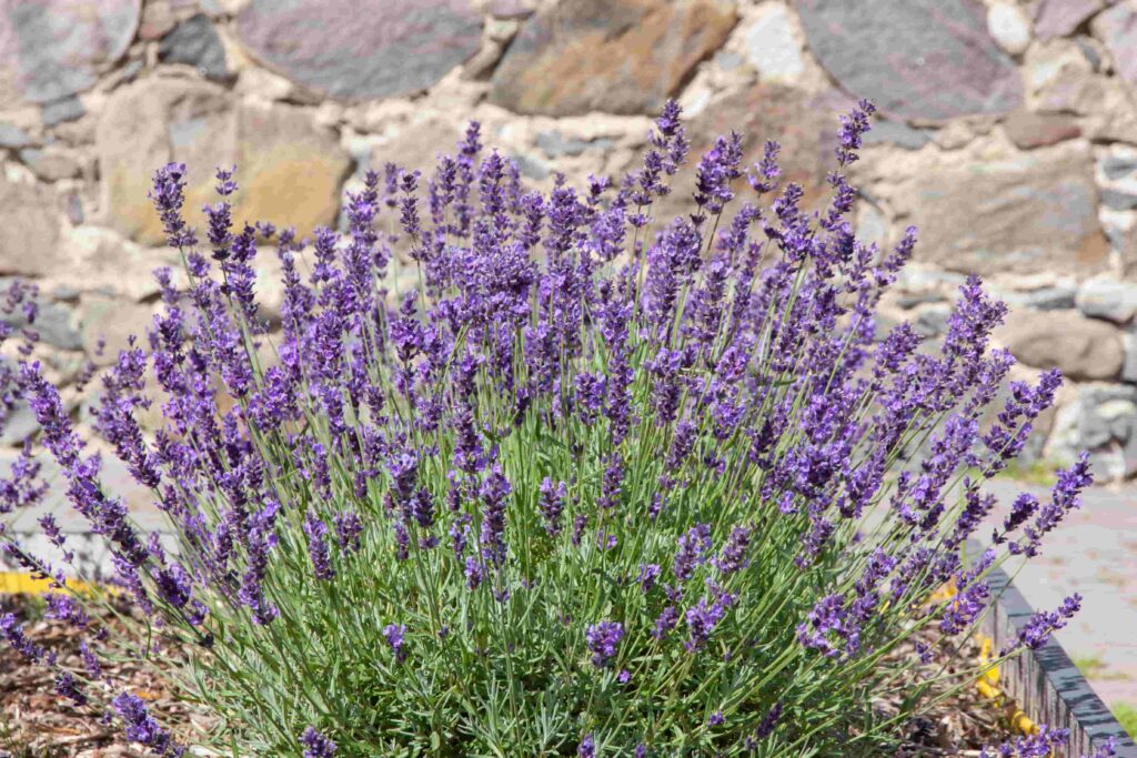 Lavendel – unter den Duftpflanzen sehr beliebt