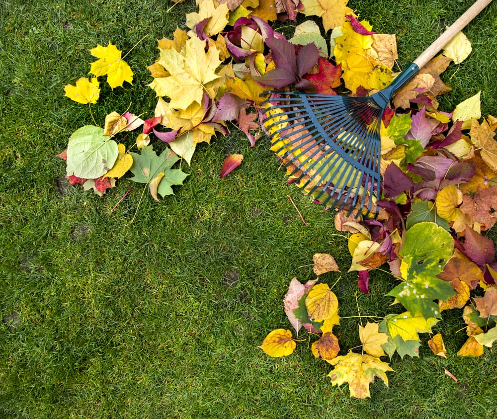 Vertikutieren im Herbst – die perfekte Rasenkur nach dem heißen Sommer