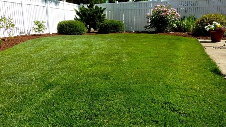 Windfeste Pflanzen für windige Gärten und Balkone MOOWY
