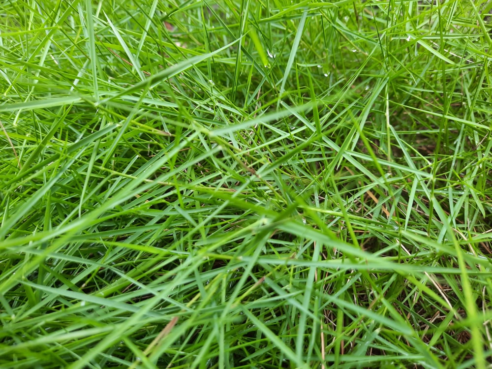Grasart Weißes Straußgras