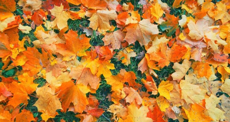Rasenpflege im Oktober | MOOWY