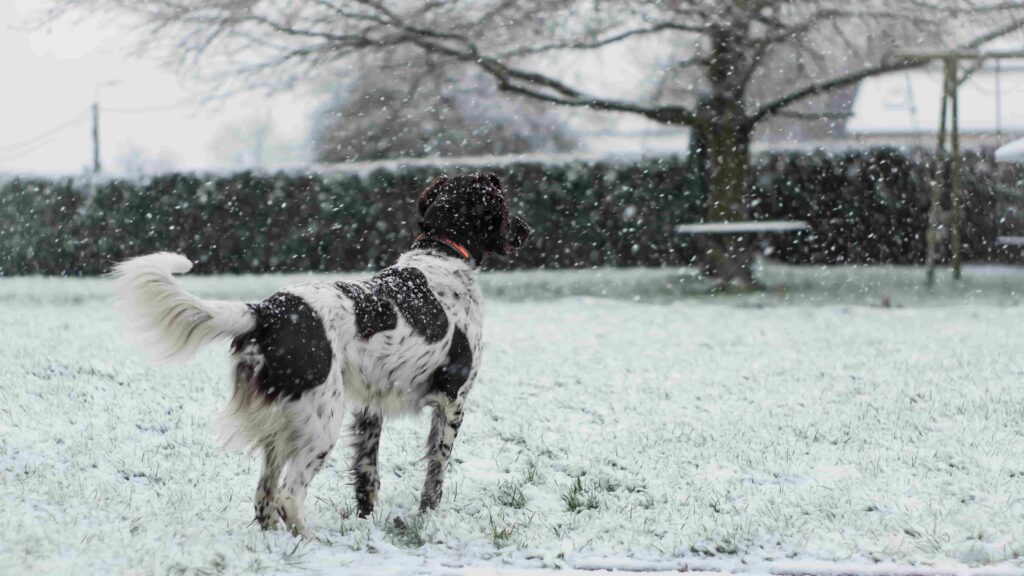 Hund auf Rasen im Schneee