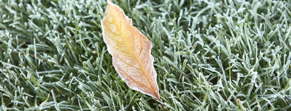 Laubblatt liegt auf winterfestem Rasen