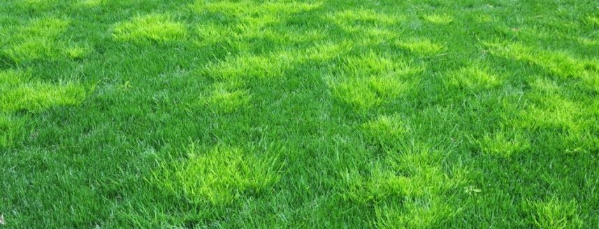 Hellgrüne Wildgräser im tiefgrünen Rasen