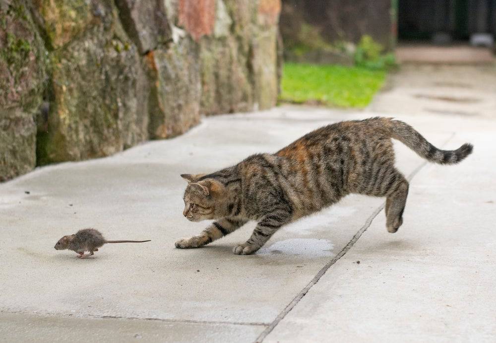 Eine Wühlmaus wird von einer aufmerksamen Katze gejagt.
