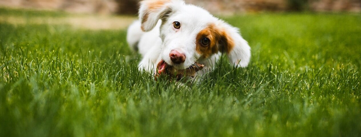 Ein junger Hund liegt auf dem Rasen und frisst Gras und Laub.