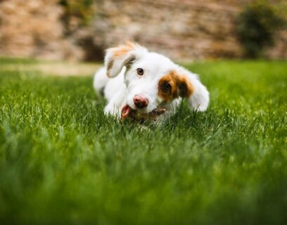 Ein junger Hund liegt auf dem Rasen und frisst Gras und Laub.