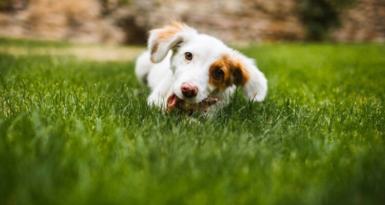 Gras fressen und Hunde  das solltest du wissen | MOOWY