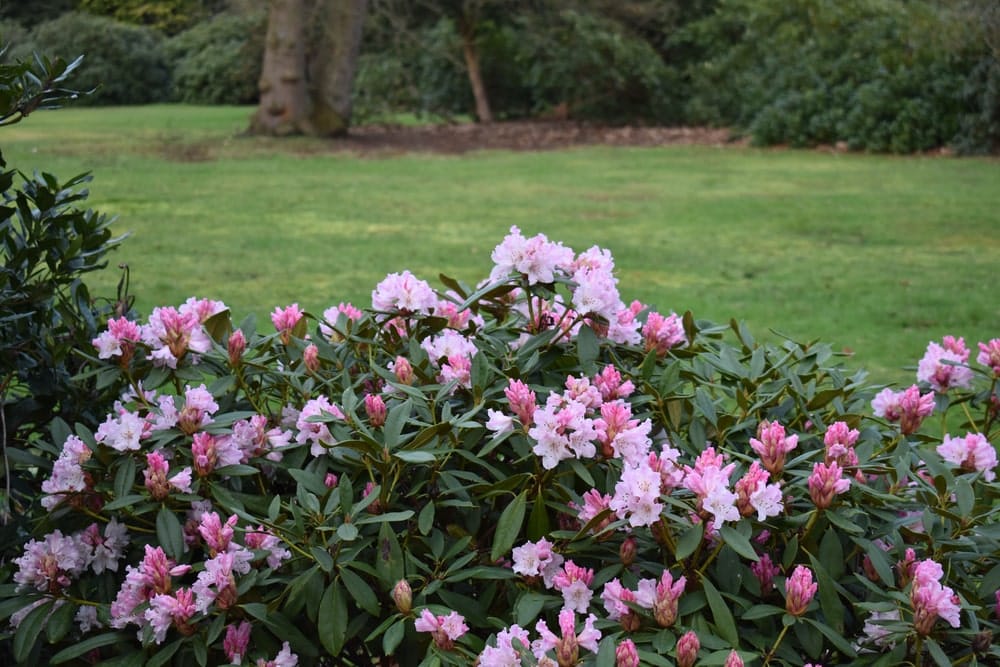 Rhododendron nach dem Hecken Düngen