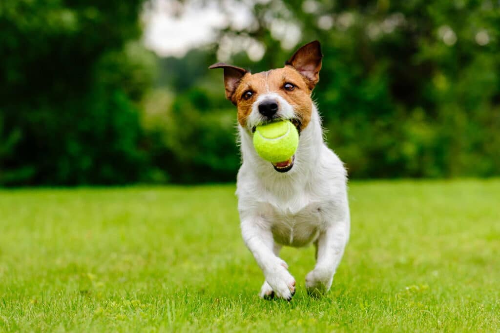 Ein kleiner Hund rennt spielend über den Rasen und hat einen Ball in seinem Maul.