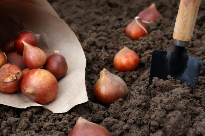 Wie und wann Tulpenzwiebeln pflanzen? Inkl. Anleitung MOOWY