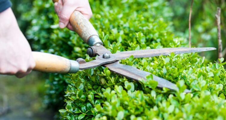 planting climbing hydrangea Climbing Hydrangea main image 0