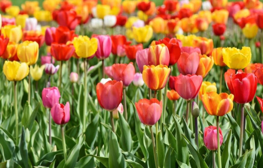 Wie und wann Tulpenzwiebeln pflanzen? Inkl. Anleitung MOOWY