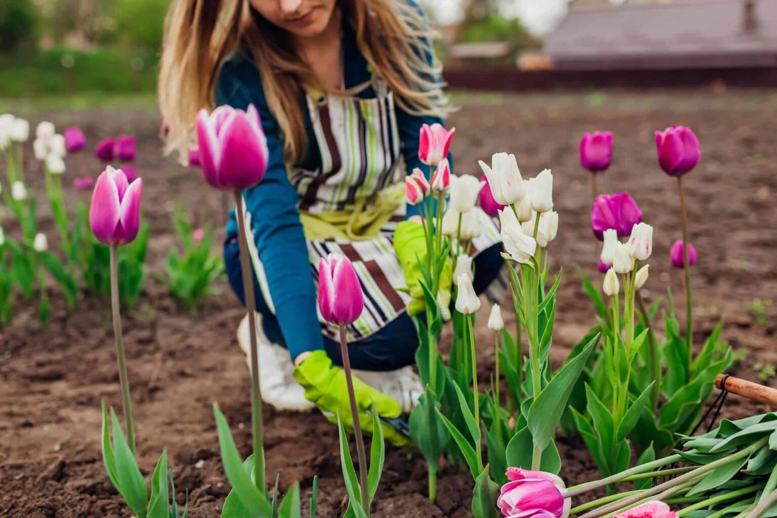 Wie und wann Tulpenzwiebeln pflanzen? Inkl. Anleitung MOOWY