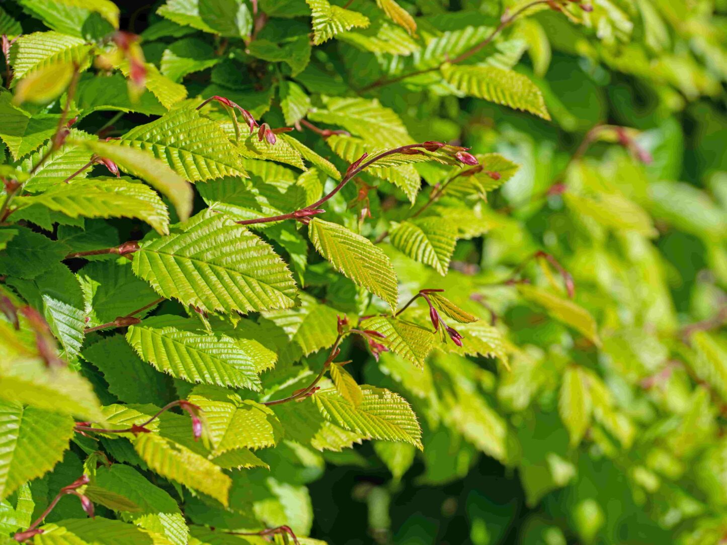 38+ Hainbuche Baum Schneiden, Hainbuchen zählen zu den beliebtesten