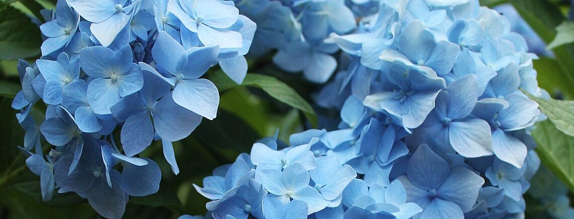 Hellblaue Hortensienblüten and einem Busch mit grünen Blättern.