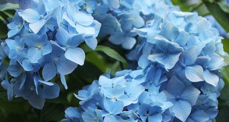 dünger moorbeetpflanzen Rhododendron Dünger von Flora Boost