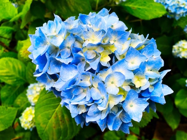 Blaue Hortensienblüten mit gelblicher Mitte.