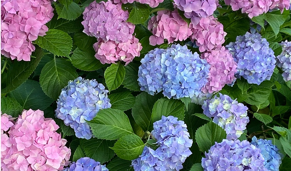 Ein Hortensienbusch mit farbigen Blüten in Blau, Pink, Rosa und Lavendel.