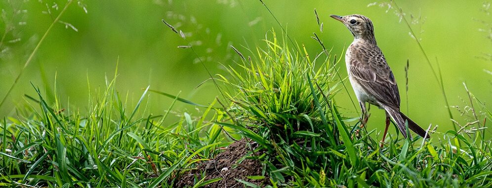 Ein grauer Vogel auf der Suche nach Rasensamen.