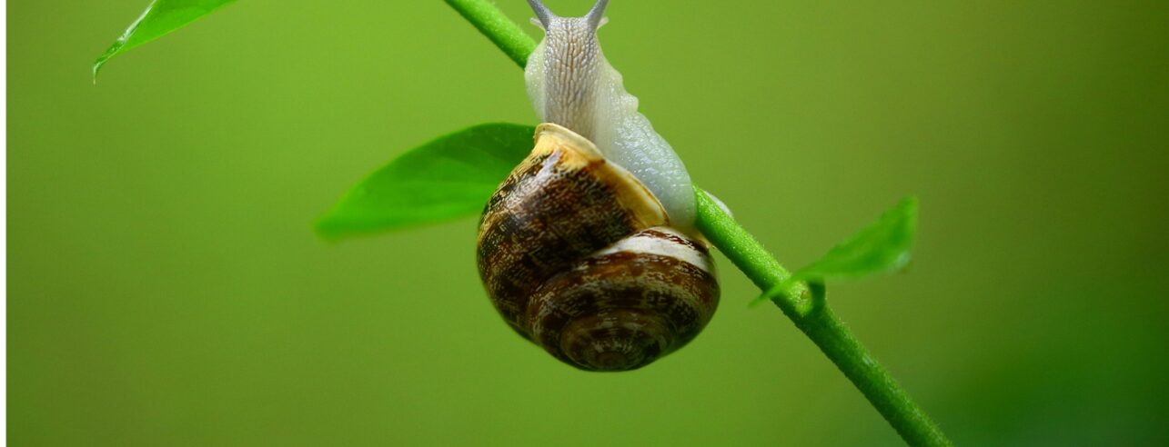 Eine kleine Schnecke sitzt auf einem grünen Stängel.