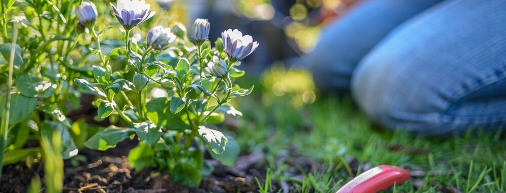 Frau kniet vor Blumenbeet bei der Gartenarbeit im Mai