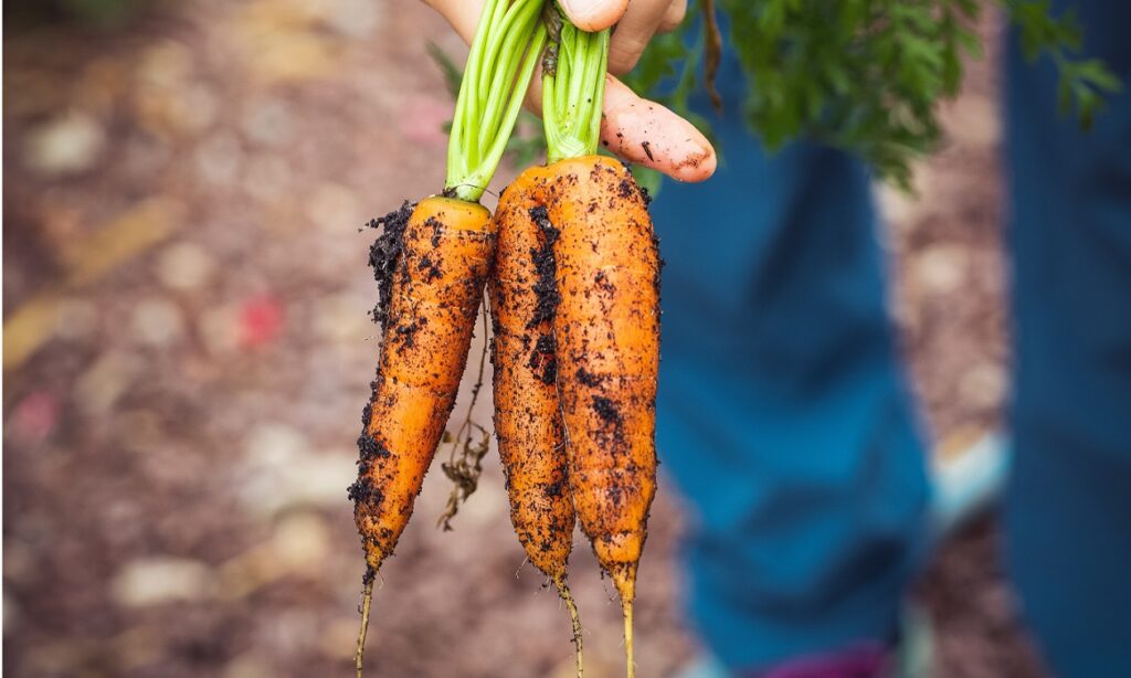 Ein Gärtner erntet Karotten bei der Gartenarbeit im Juli.