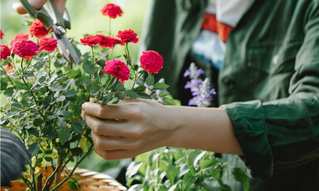 Eine Gärtnerin stutzt ihren Rosenbusch bei der Gartenarbeit im Juli.