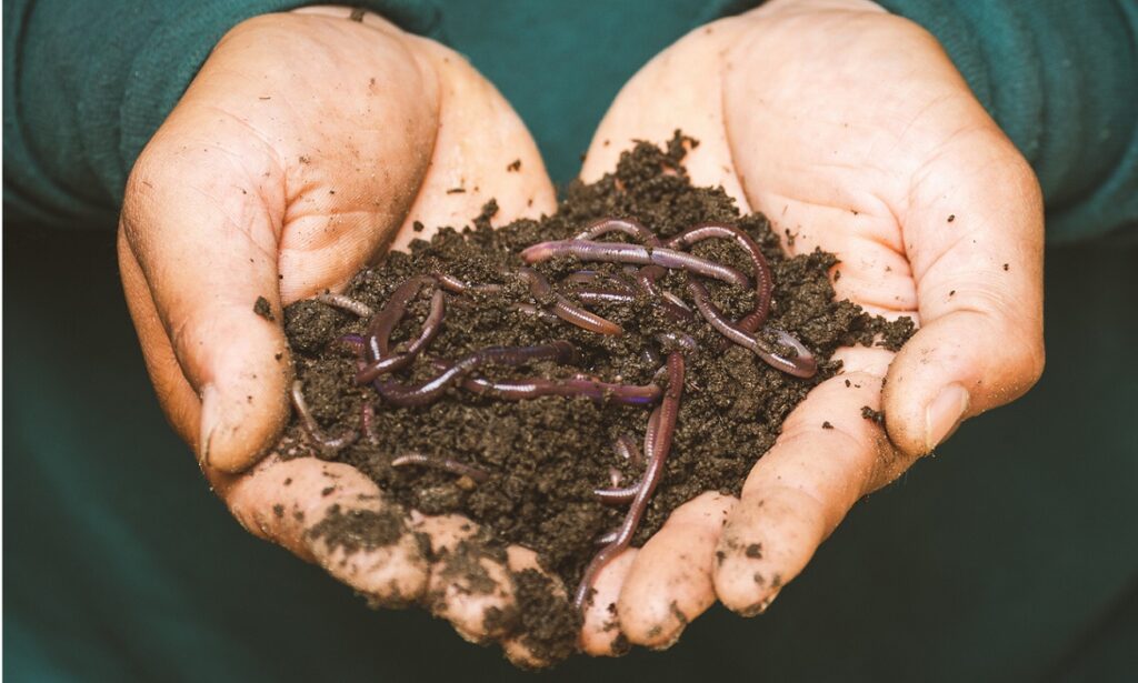Eine Handvoll Kompost mit Würmern.