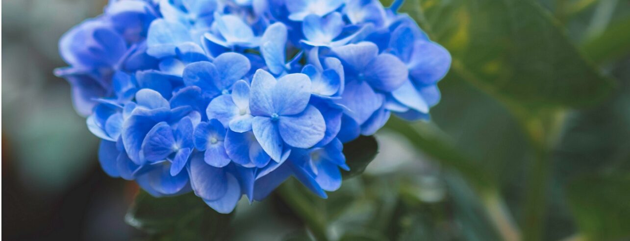 Eine blaue Hortensienblüte nach dem Hortensien Pflegen.