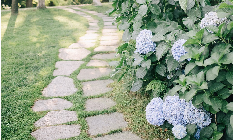Hellblaue Hortensien in einem schön angelegten Garten.