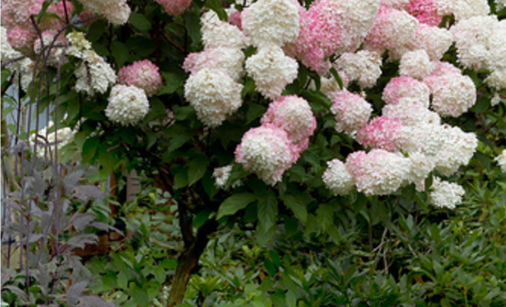 Eine Rispenhortensie mit weißen und pinkfarbenen Blüten.