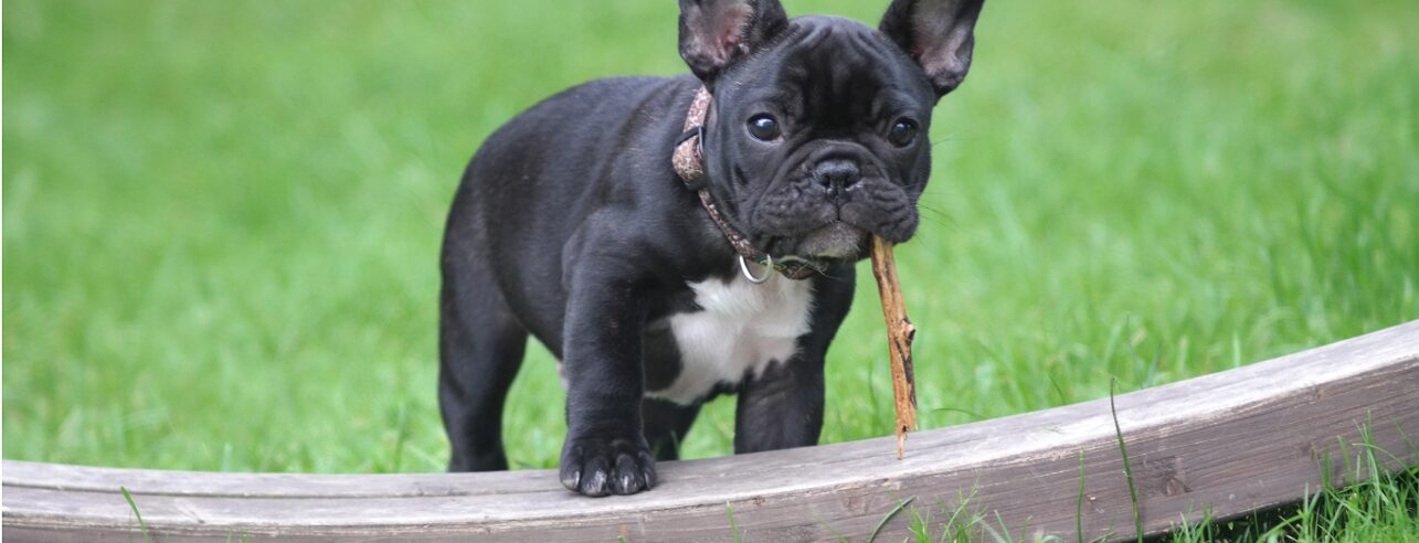 Ein Welpe einer französischen Bulldogge.