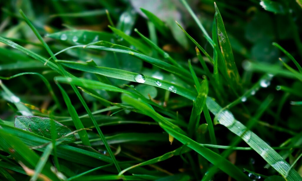 Tiefgrüner Rasen mit Wassertropfen.