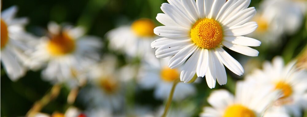 Eine üppige Wiese mit Gänseblümchen.