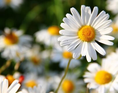 Eine üppige Wiese mit Gänseblümchen.