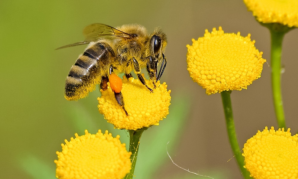 Eine Honigbiene sammelt Nektar.