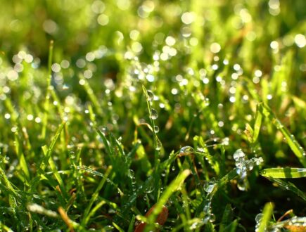 Wassertropfen auf Gras – Nassen Rasen mähen