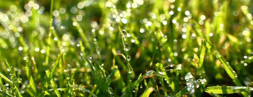 Wassertropfen auf Gras – Nassen Rasen mähen